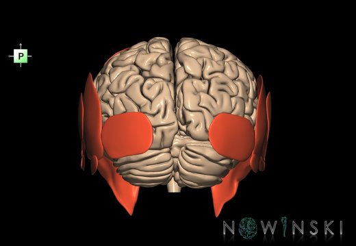 G2.T2-20.1.V3.C1.L0.Brain–Head muscles