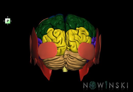 G2.T2-20.1.V3.C2.L0.Brain–Head muscles