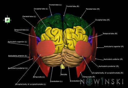 G2.T2-20.1.V3.C2.L1.Brain–Head muscles
