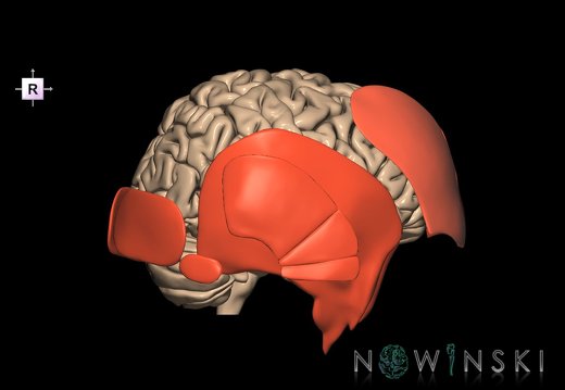 G2.T2-20.1.V4.C1.L0.Brain–Head muscles