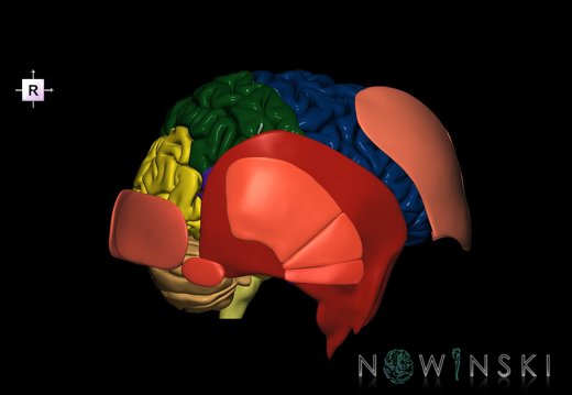 G2.T2-20.1.V4.C2.L0.Brain–Head muscles