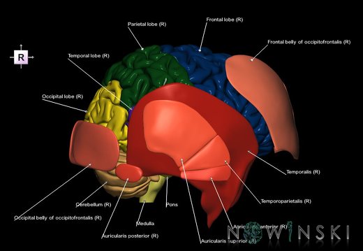 G2.T2-20.1.V4.C2.L1.Brain–Head muscles