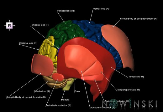 G2.T2-20.1.V4.C2.L1.Brain–Head muscles