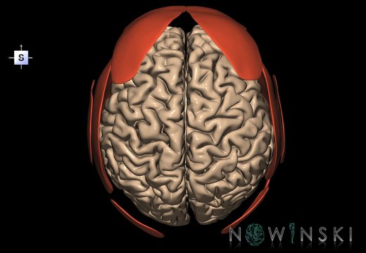G2.T2-20.1.V5.C1.L0.Brain–Head muscles