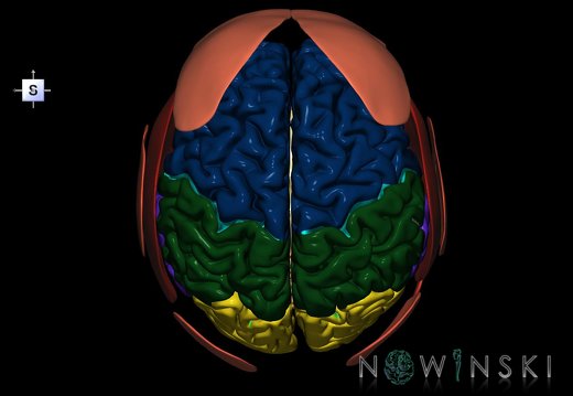 G2.T2-20.1.V5.C2.L0.Brain–Head muscles