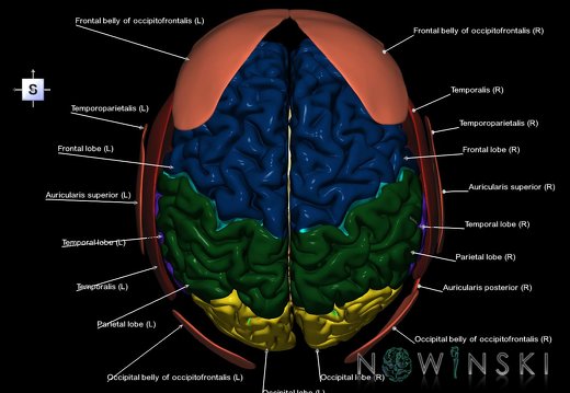 G2.T2-20.1.V5.C2.L1.Brain–Head muscles
