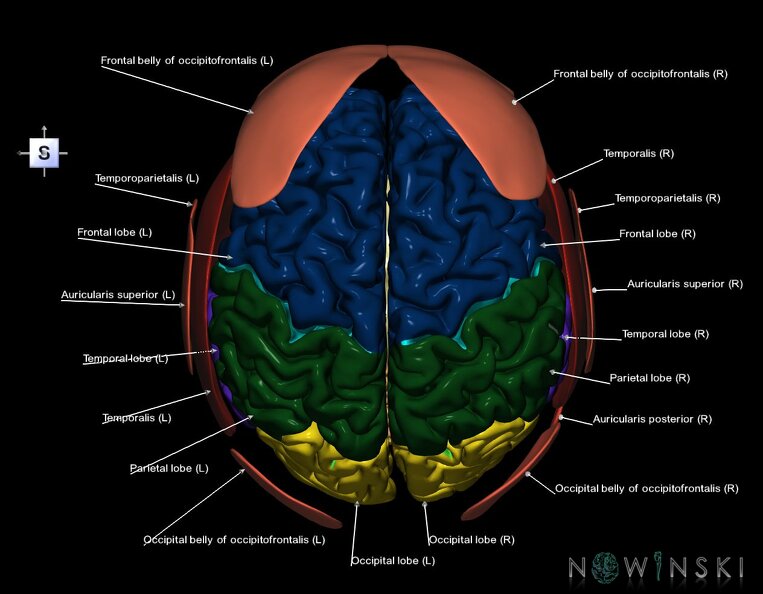 G2.T2-20.1.V5.C2.L1.Brain–Head_muscles.tiff