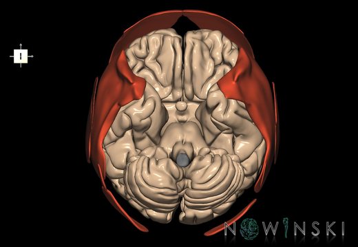 G2.T2-20.1.V6.C1.L0.Brain–Head muscles