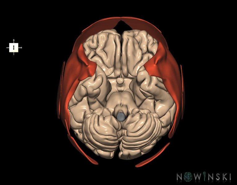 G2.T2-20.1.V6.C1.L0.Brain–Head_muscles.tiff