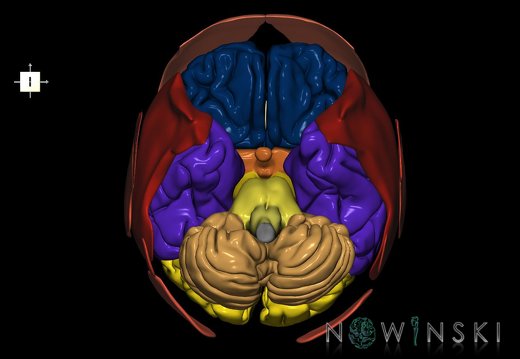 G2.T2-20.1.V6.C2.L0.Brain–Head muscles