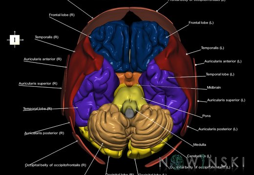 G2.T2-20.1.V6.C2.L1.Brain–Head muscles