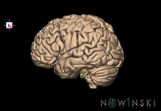 G2.T2-25.V2.C1.L0.Brain–Auditory system