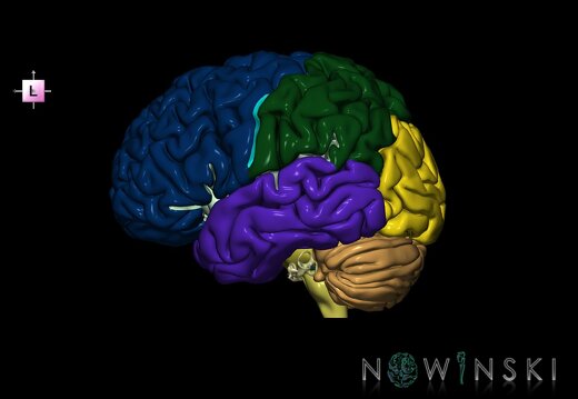 G2.T2-25.V2.C2.L0.Brain–Auditory system