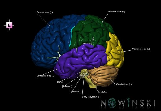 G2.T2-25.V2.C2.L1.Brain–Auditory system