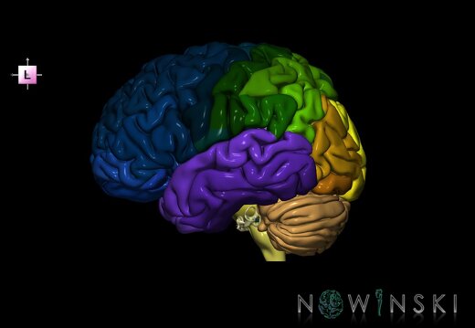 G2.T2-25.V2.C3-2.L0.Brain–Auditory system