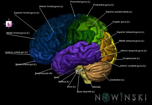 G2.T2-25.V2.C3-2.L1.Brain–Auditory system