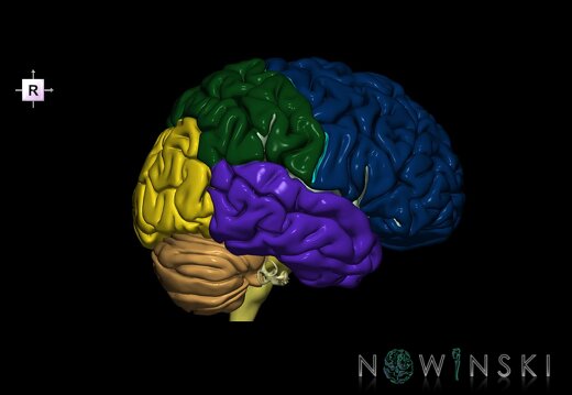 G2.T2-25.V4.C2.L0.Brain–Auditory system