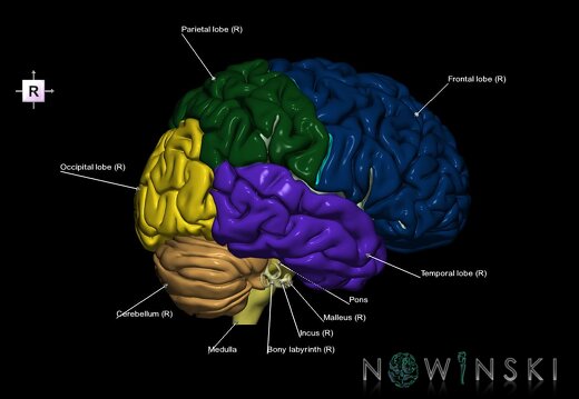 G2.T2-25.V4.C2.L1.Brain–Auditory system