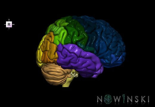 G2.T2-25.V4.C3-2.L0.Brain–Auditory system