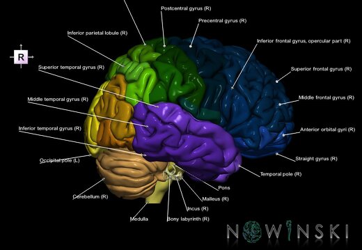 G2.T2-25.V4.C3-2.L1.Brain–Auditory system
