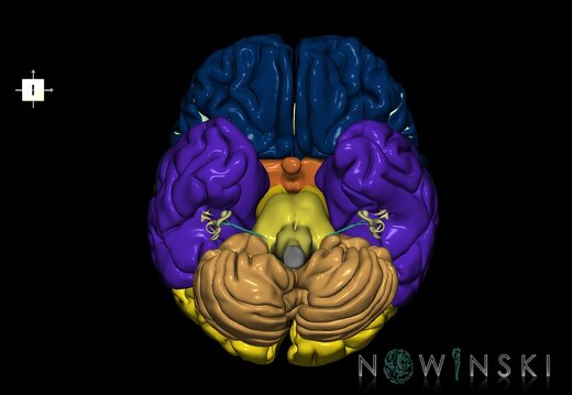 G2.T2-25.V6.C2.L0.Brain–Auditory system