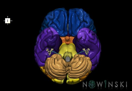 G2.T2-25.V6.C3-2.L0.Brain–Auditory system