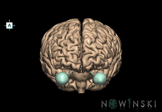G2.T2-26.V1.C1.L0.Brain–Visual system