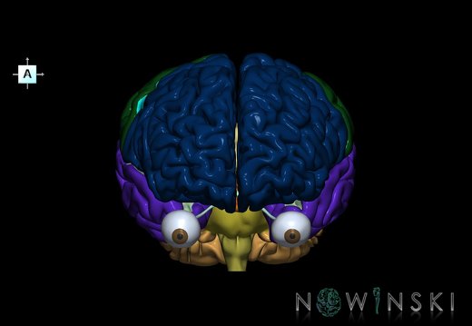 G2.T2-26.V1.C2.L0.Brain–Visual system