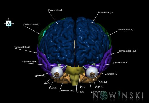 G2.T2-26.V1.C2.L1.Brain–Visual system