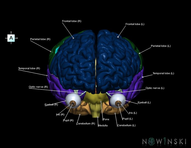 G2.T2-26.V1.C2.L1.Brain–Visual_system.tiff