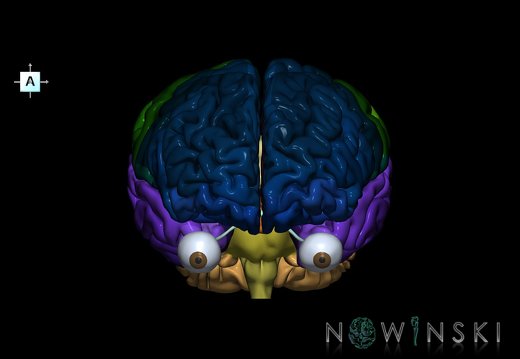 G2.T2-26.V1.C3-2.L0.Brain–Visual system