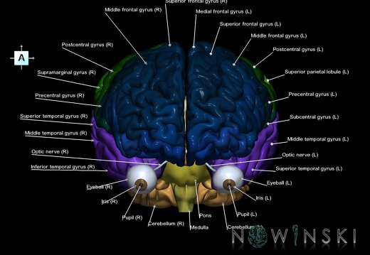 G2.T2-26.V1.C3-2.L1.Brain–Visual system