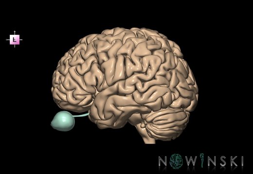 G2.T2-26.V2.C1.L0.Brain–Visual system