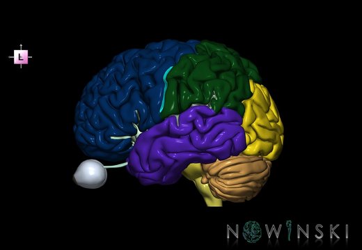 G2.T2-26.V2.C2.L0.Brain–Visual system