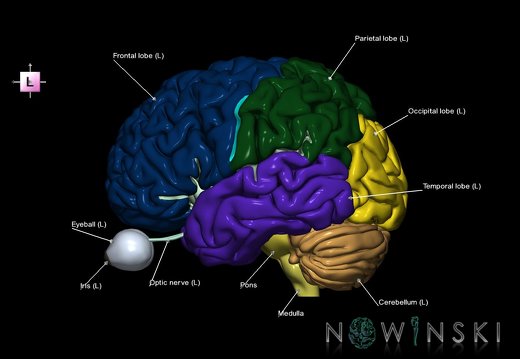 G2.T2-26.V2.C2.L1.Brain–Visual system