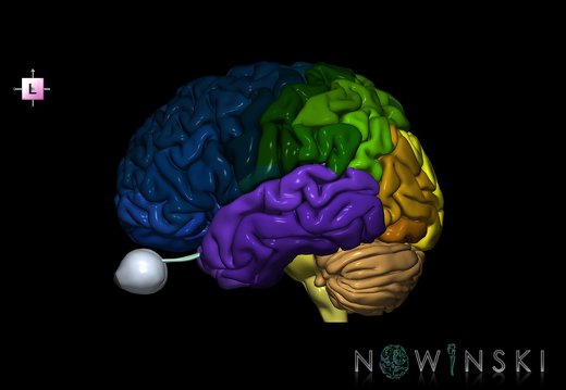 G2.T2-26.V2.C3-2.L0.Brain–Visual system