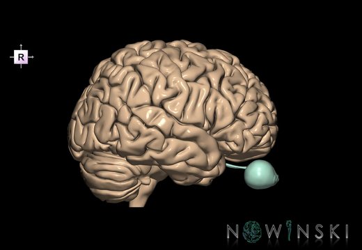 G2.T2-26.V4.C1.L0.Brain–Visual system