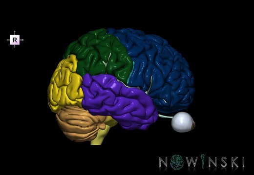G2.T2-26.V4.C2.L0.Brain–Visual system