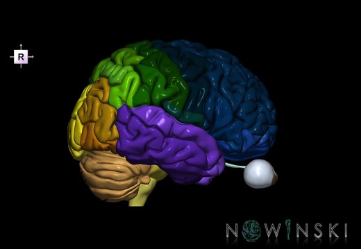 G2.T2-26.V4.C3-2.L0.Brain–Visual system