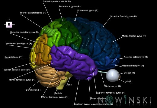 G2.T2-26.V4.C3-2.L1.Brain–Visual system
