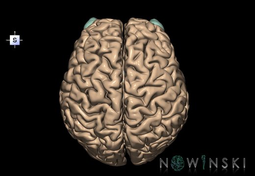 G2.T2-26.V5.C1.L0.Brain–Visual system