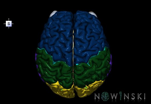 G2.T2-26.V5.C2.L0.Brain–Visual system