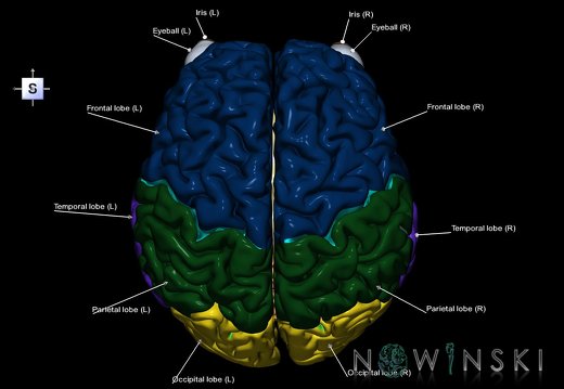 G2.T2-26.V5.C2.L1.Brain–Visual system