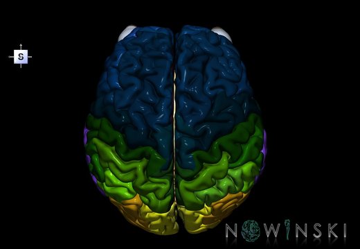 G2.T2-26.V5.C3-2.L0.Brain–Visual system