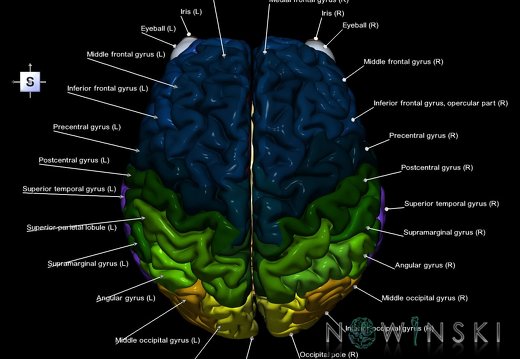 G2.T2-26.V5.C3-2.L1.Brain–Visual system