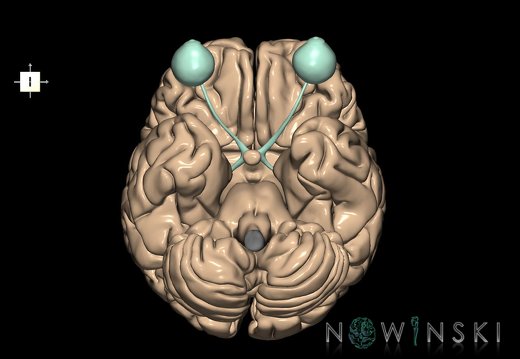 G2.T2-26.V6.C1.L0.Brain–Visual system
