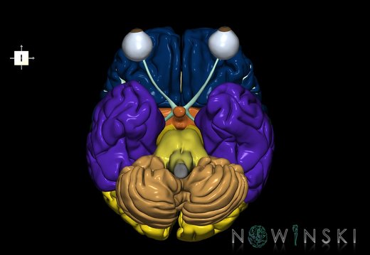G2.T2-26.V6.C2.L0.Brain–Visual system