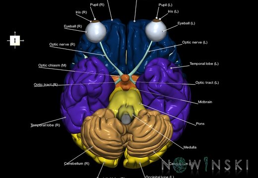G2.T2-26.V6.C2.L1.Brain–Visual system