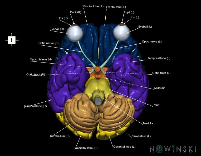 G2.T2-26.V6.C2.L1.Brain–Visual_system.tiff