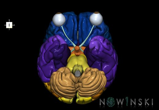 G2.T2-26.V6.C3-2.L0.Brain–Visual system